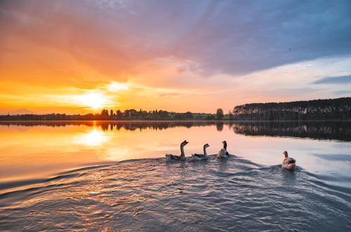 four ducks swimming in a lake at sunset at Le Ali Del Frassino in Peschiera del Garda