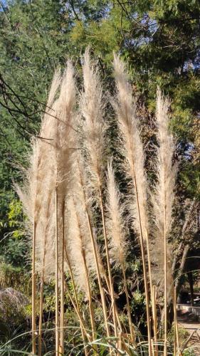 a group of tall grass in a garden at Atlantic Pearl Guest House Midrand in Midrand