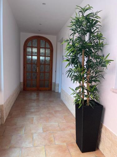 a plant in a black planter next to a door at la Maison del Mas Gold in Elmas