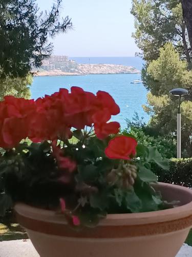 Beach & Flowers Free Parking