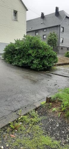 a large green bush on the side of a driveway at Haus Fuchskaute Monteurzimmer in Willingen