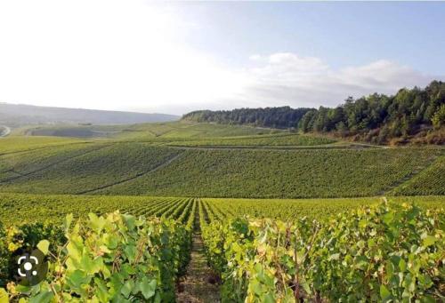 a field of green grapes with the number in the middle at Le Nî’ De Jess in Migennes