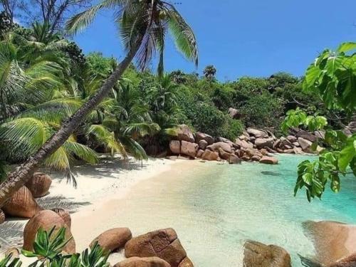 - une plage avec des rochers et des palmiers dans l'établissement PAPAYAS SELF catering ROOM, à Victoria