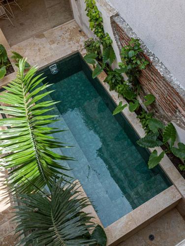 a swimming pool with plants and a palm tree at Soy Local Insignia in Cartagena de Indias