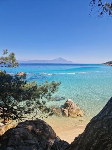 a beach with a tree and the water at Luxury Suite Gala in Nikiti