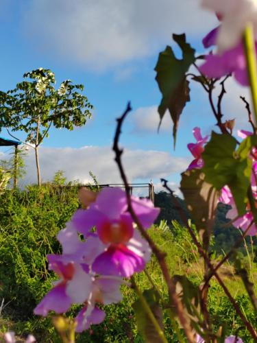 Gallery image of Finca La Puesta del Sol - Miramar de Sierpe in Sierpe