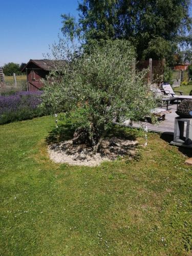 a bush in the grass next to a picnic table at On dirait le Sud in Chièvres