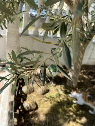 a close up of a plant in a garden at Apartments Hotel AL&DE in Velipojë