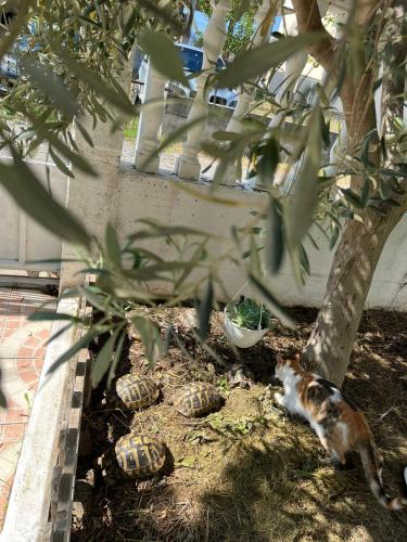 a cat laying next to a tree next to a wall at Apartments Hotel AL&DE in Velipojë