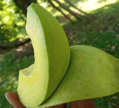 a person holding a green leaf in their hand at Aivilo Home in Kampala