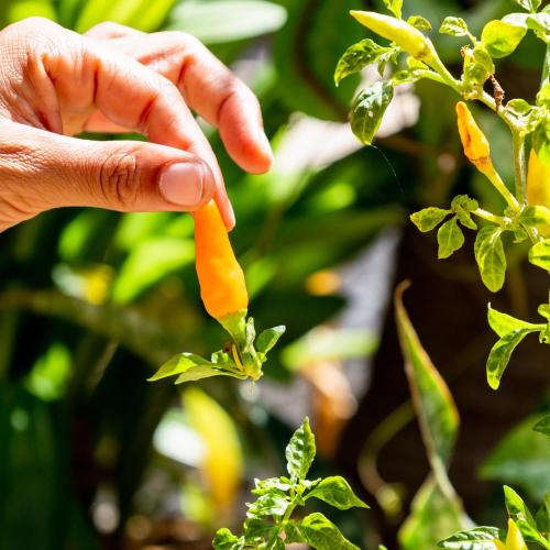 a person picking a carrot from a tree at Tatajuba Hostel Casa Pascual in Tatajuba