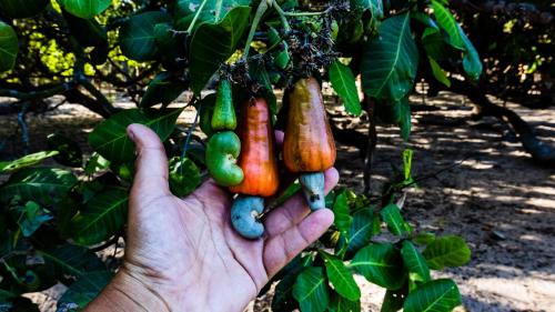 a person holding up a bunch of vegetables on a tree at Tatajuba Hostel Casa Pascual in Tatajuba