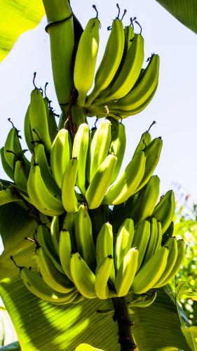 a bunch of bananas hanging from a banana tree at Tatajuba Hostel Casa Pascual in Tatajuba