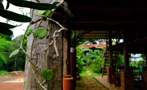 a tree with green fruit growing on the side of a building at Plei Homestay & Café in Pleiku