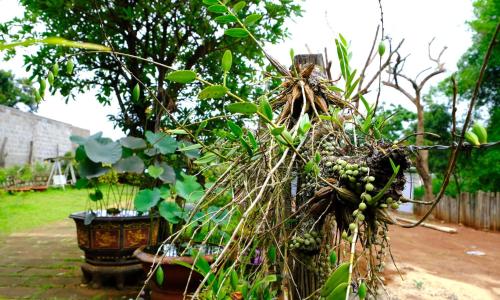 a tree with lots of green fruit on it at Plei Homestay & Café in Pleiku
