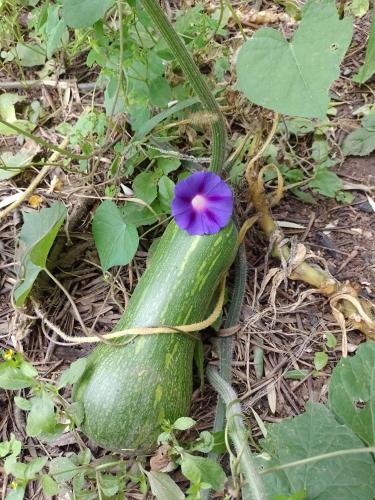 a green zucchini with a purple flower on the ground at Casa Villa Alba Carpinteria in Carpintería