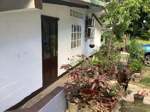 um cão parado em frente a uma casa com plantas em Bora Red Hibiscus Lodge em Bora Bora