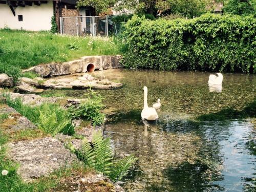 three swans swimming in a pond in a yard at Gasthof zum Bad in Langenau
