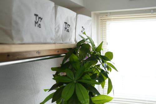 a plant sitting next to a window in a room at Kameari 1108 Budget Stay High Floor Near Station Mall Disney Access in Tokyo
