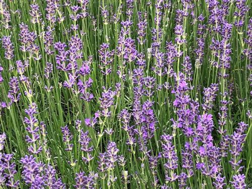 a bunch of purple flowers in a field at Hotel Marcincak*** in Mikulov