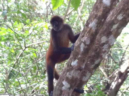 a monkey standing on the side of a tree at Chosa Manglar Suites & Cabins in Puerto Jiménez