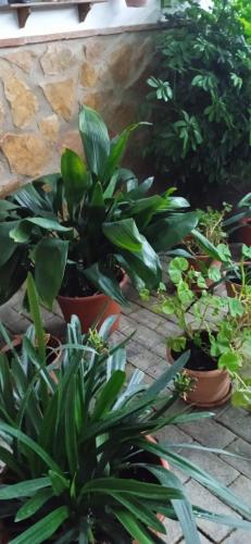 a group of plants in pots on a patio at Casa Cueva El Almendro in Pegalajar