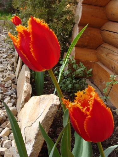 two red tulips in a garden next to a fence at Glanz in Yaremche