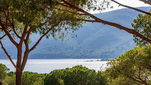 a view of a lake through the trees at Camping Lacona Pineta in Capoliveri