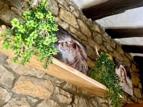 Tiere in der Ferienwohnung oder in der Nähe