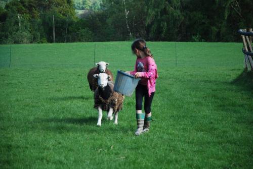 a little girl feeding two sheep in a field at Skylark Shepherds Hut in Royal Tunbridge Wells