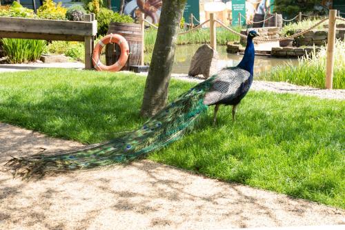 a peacock standing on the grass in a park at The Stables - The Inn Collection Group in Whitby