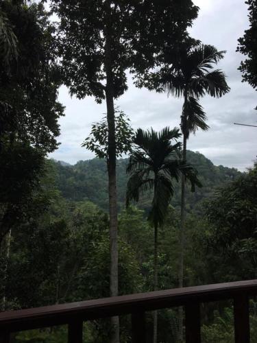 a view of a forest with two palm trees at Villa25 Homestay free pick up from the centre in Kandy