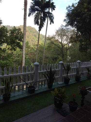 a white fence with potted plants and palm trees at Villa25 Homestay free pick up from the centre in Kandy