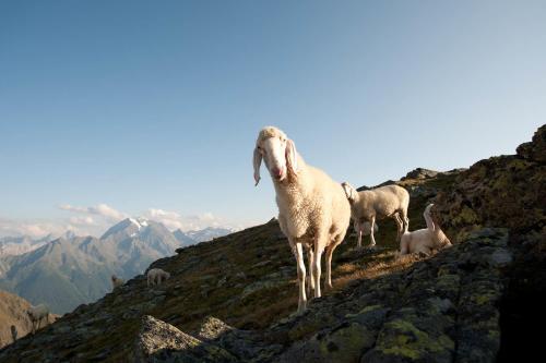 a group of sheep standing on top of a mountain at Alpenpension Pfurtscheller in Neustift im Stubaital