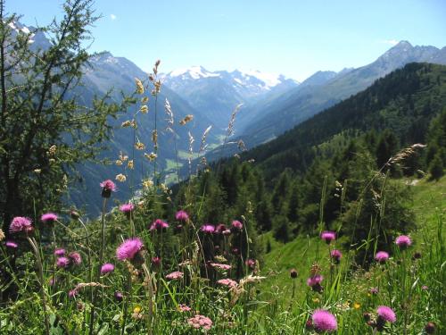 a field of flowers with mountains in the background at Alpenpension Pfurtscheller in Neustift im Stubaital