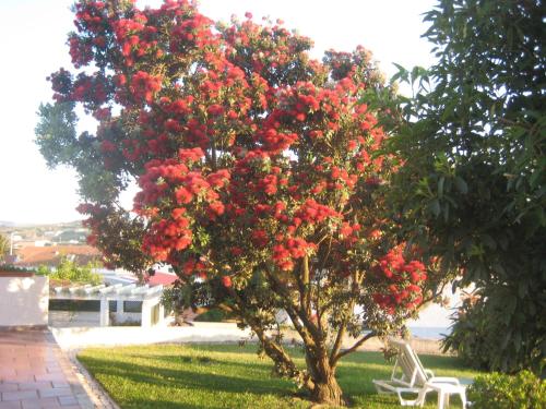 a tree with red flowers on it in a yard at A Casinha in Areia Branca