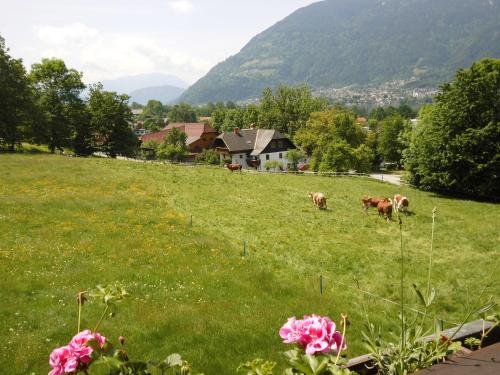 a group of cows grazing in a field of grass at Seeblick-Appartements Ossiach in Ossiach