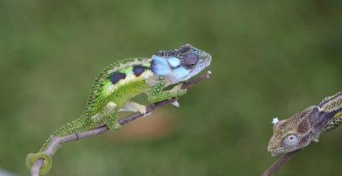 a lizard is sitting on a tree branch at Andelomi Forest Lodge in Stormsrivier