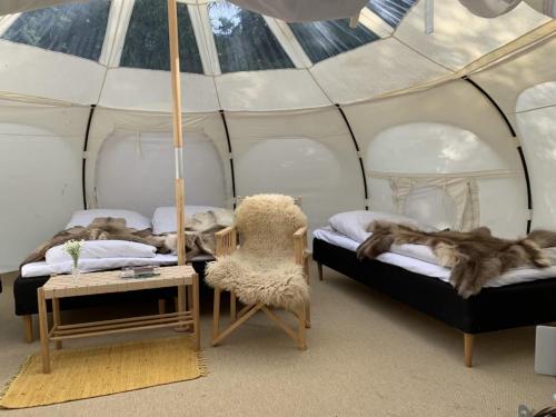 a room with two beds in a tent at Rebild Skovhuse in Skorping