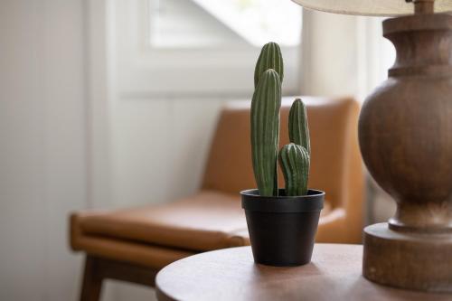 a cactus in a pot on a table next to a lamp at Bonnie View Inn in Haliburton