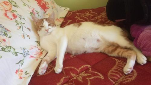 un gato blanco y naranja tumbado en una cama en Mustapha 2, en Nador