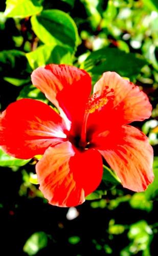 a red flower in front of some green leaves at Ferienhaus Patrizia with a fantastic view of Lake Maggiore and the pool in Gordola