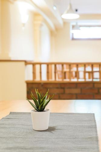 a potted plant sitting on top of a table at Regia Panzió in Halászi