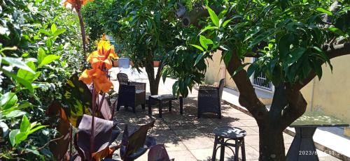 a patio with chairs and trees and a tree at La Bouganville B&B in Acconia
