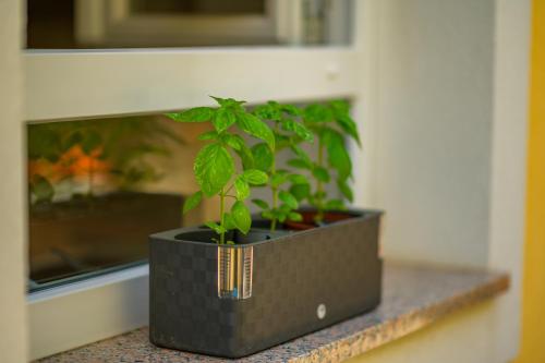 a potted plant sitting on a counter next to a window at House Rosa in Mali Lošinj