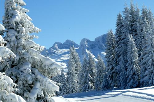 a snowy forest with snow covered trees and mountains at Landhaus Schwaighofer Dachstein West in Russbach am Pass Gschütt