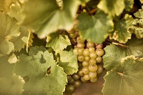 Φωτογραφία από το άλμπουμ του COMO Le Montrachet σε Puligny-Montrachet