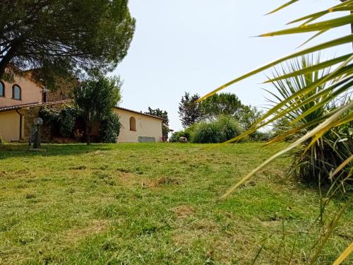 a field of grass with a house and a palm tree at Borgo de' Muracci in Ribolla