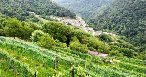 a view of a vineyard on a hill at Rustico Campei in Medeglia