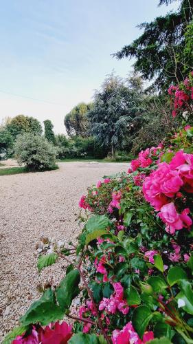 a bunch of pink flowers in a garden at Gite cosycool in Languidic